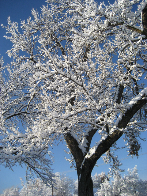 Snowy Day