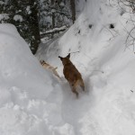 snow-shoeing-060