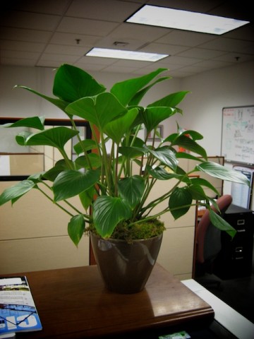 work-plant