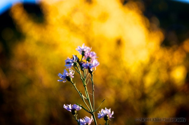 big-cottonwood-canyon-fall-2010-09-26-267
