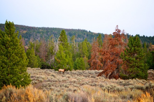 jackson-teton-park-2010-10-02-332